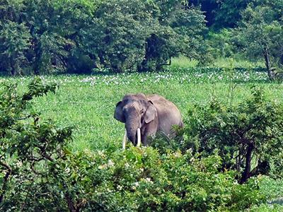 Assam: HaatiApp to help communities coexist with elephants, reduce conflicts