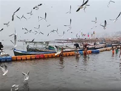 UP: Prayagraj draws tourists as Siberian birds flock to Triveni Sangam early this year