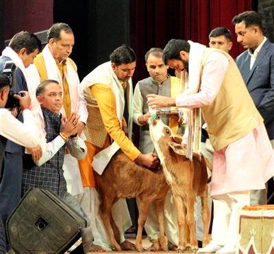 The Chief Minister fed milk to the cow seated on the stage with his own hands