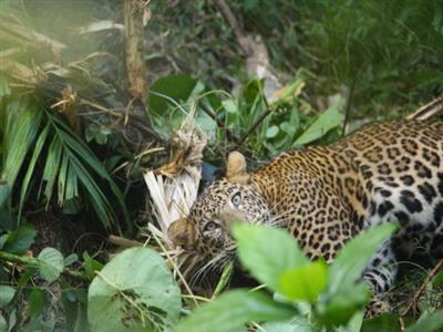 Leopard caught in snare found in Kerala's Kannur, authorities impose prohibitory orders